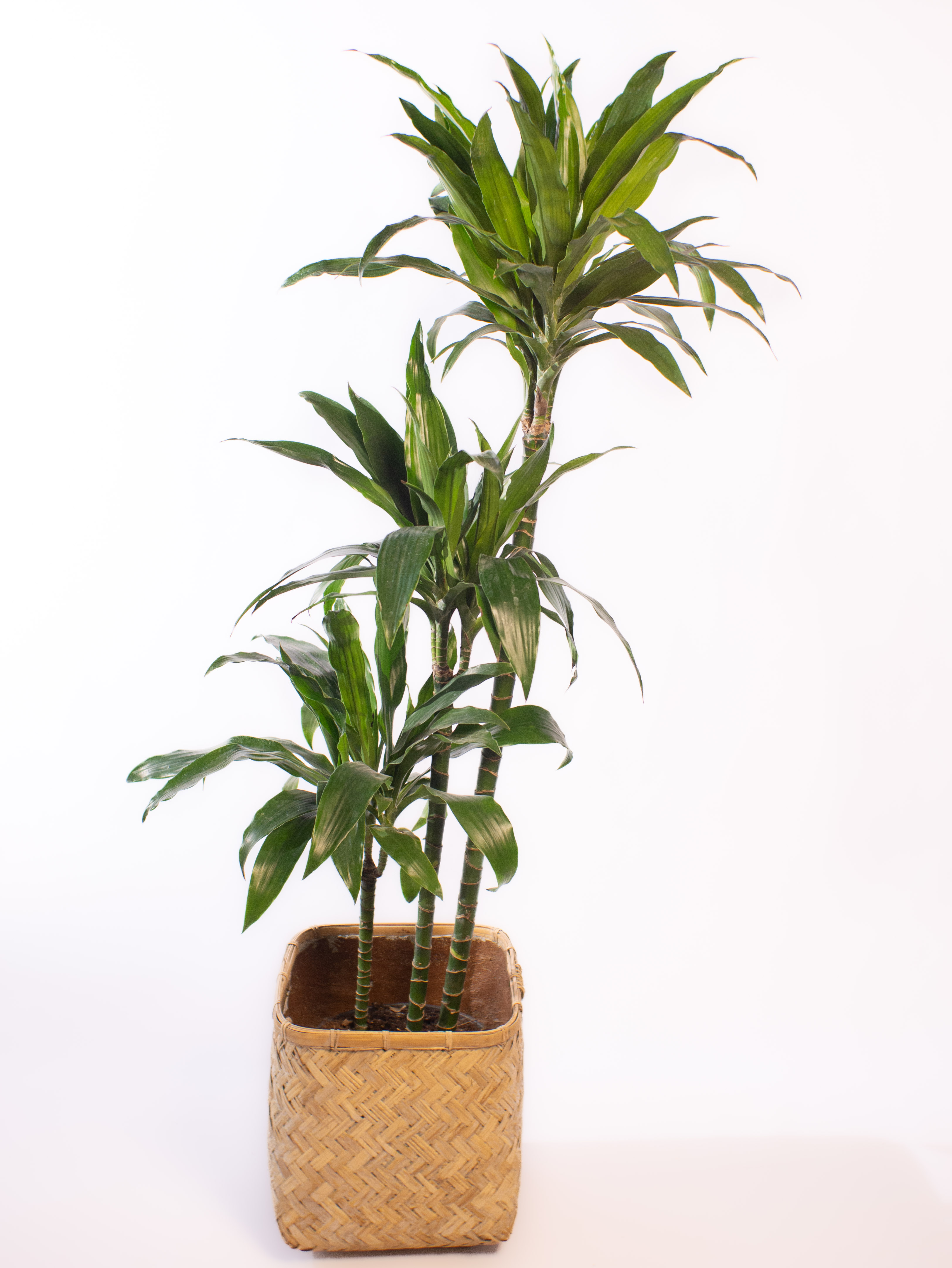 Dracaena fragrans Cintho