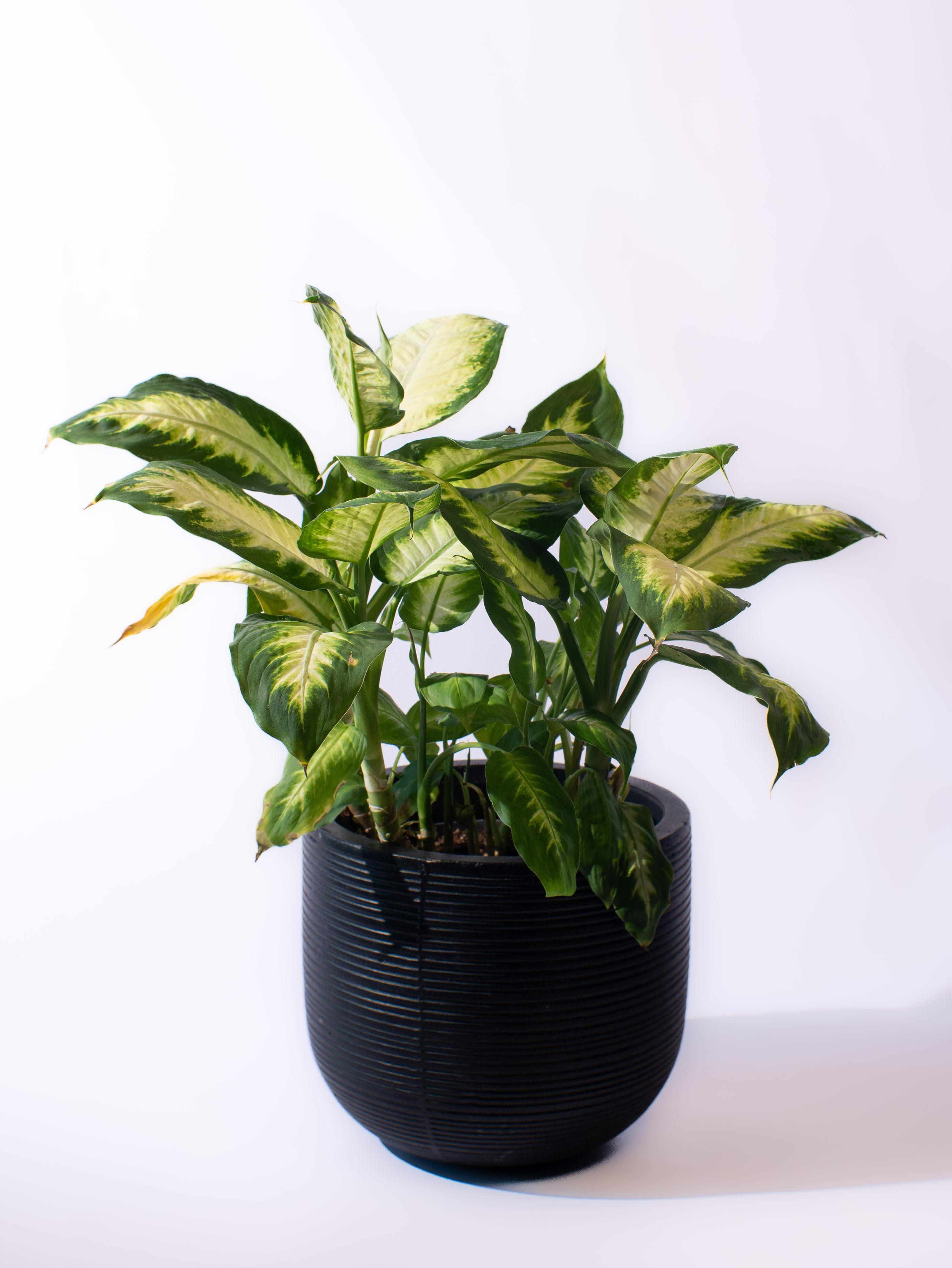 Dieffenbachia Camilla