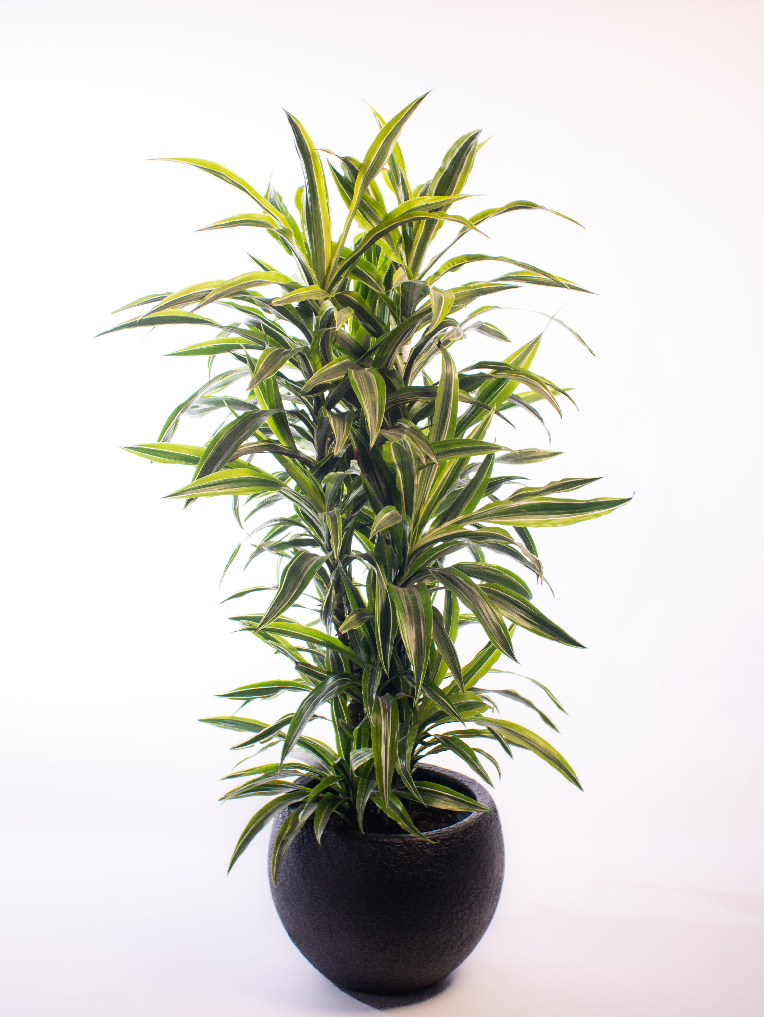 Dracaena fragrans Lemon Lime