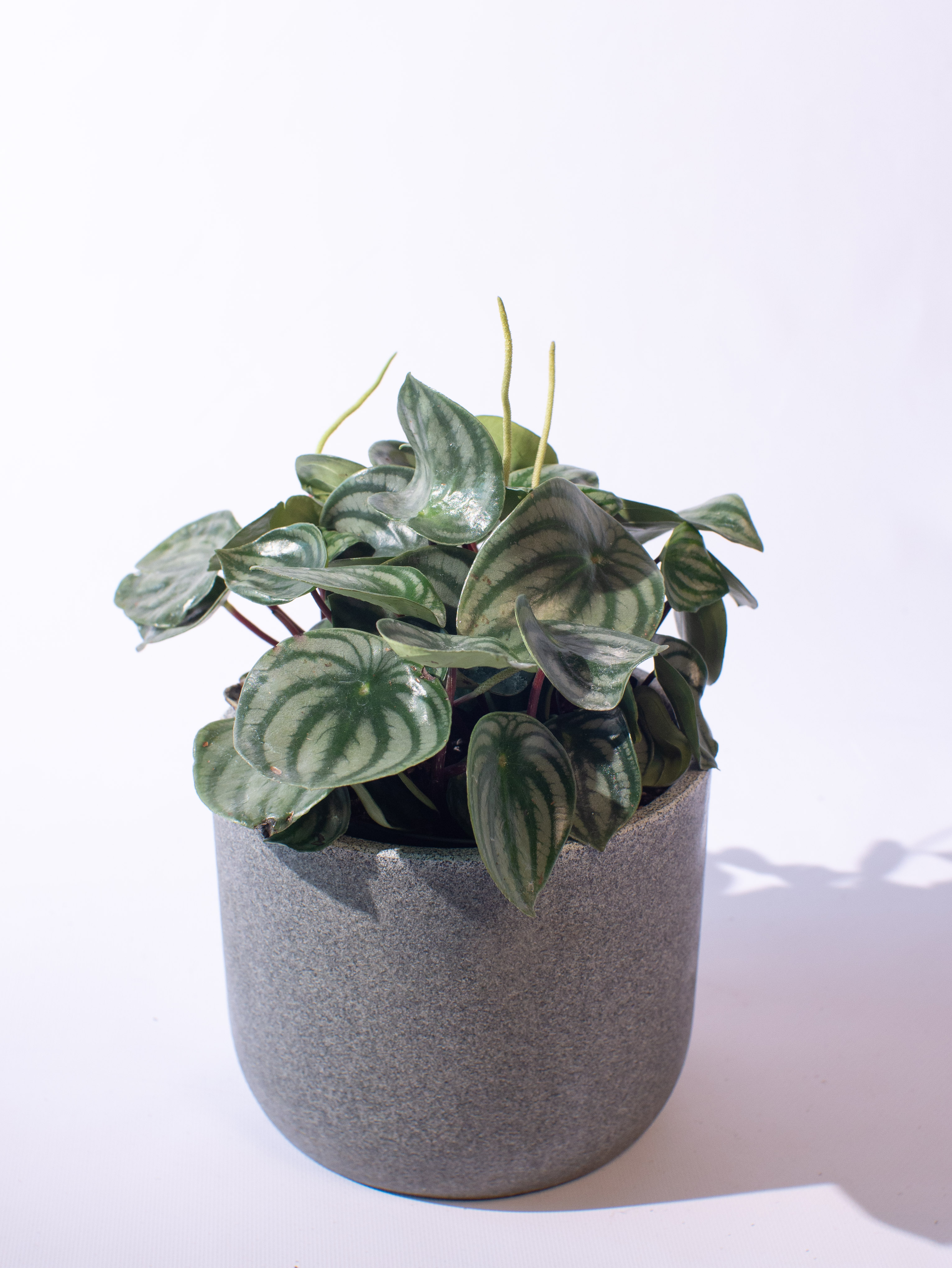 Peperomia Watermelon