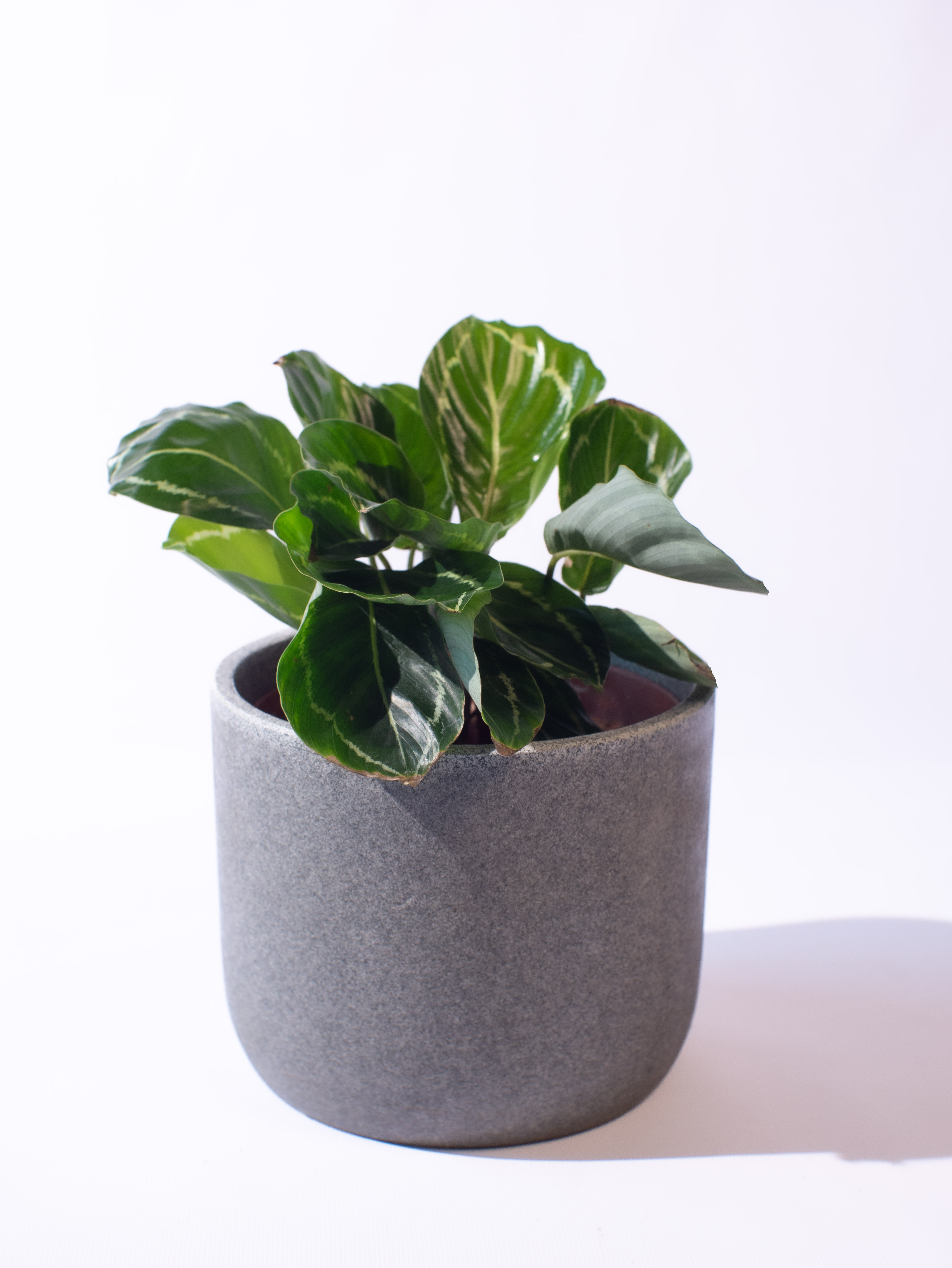 Calathea Julia