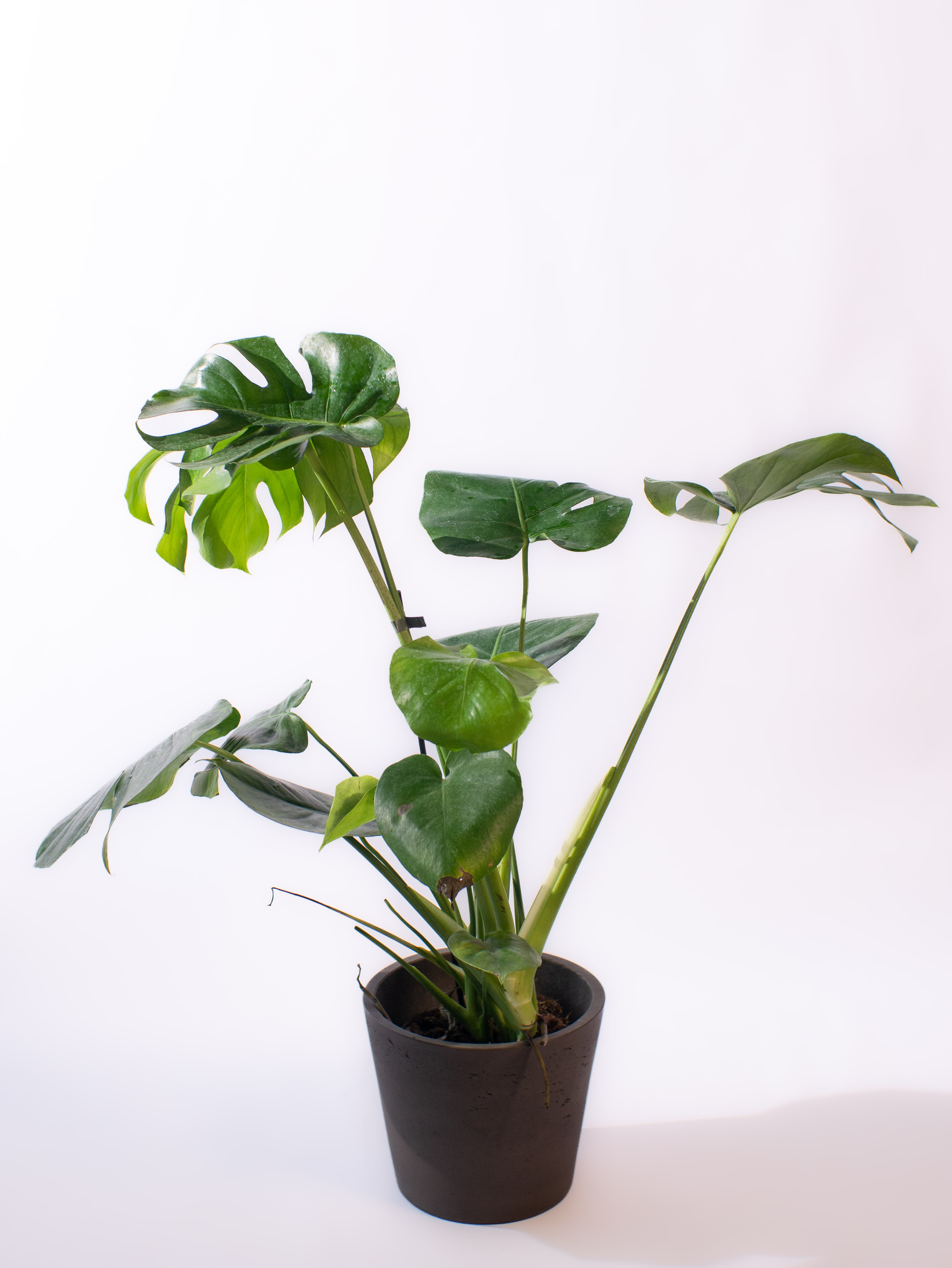 Monstera deliciosa