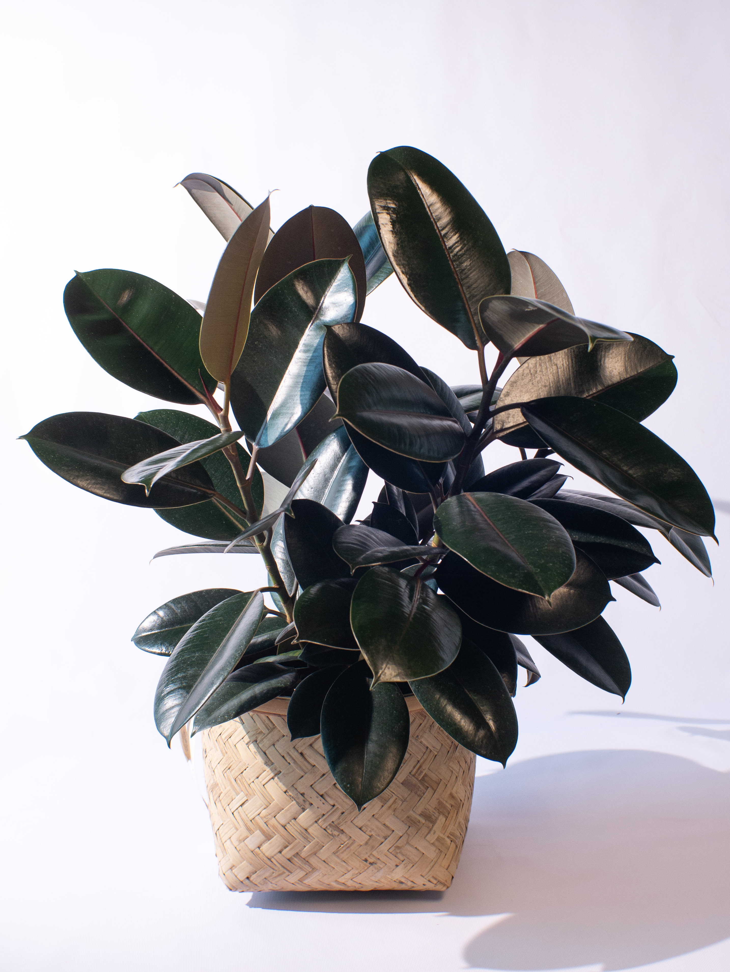 Ficus Abdjan Spray