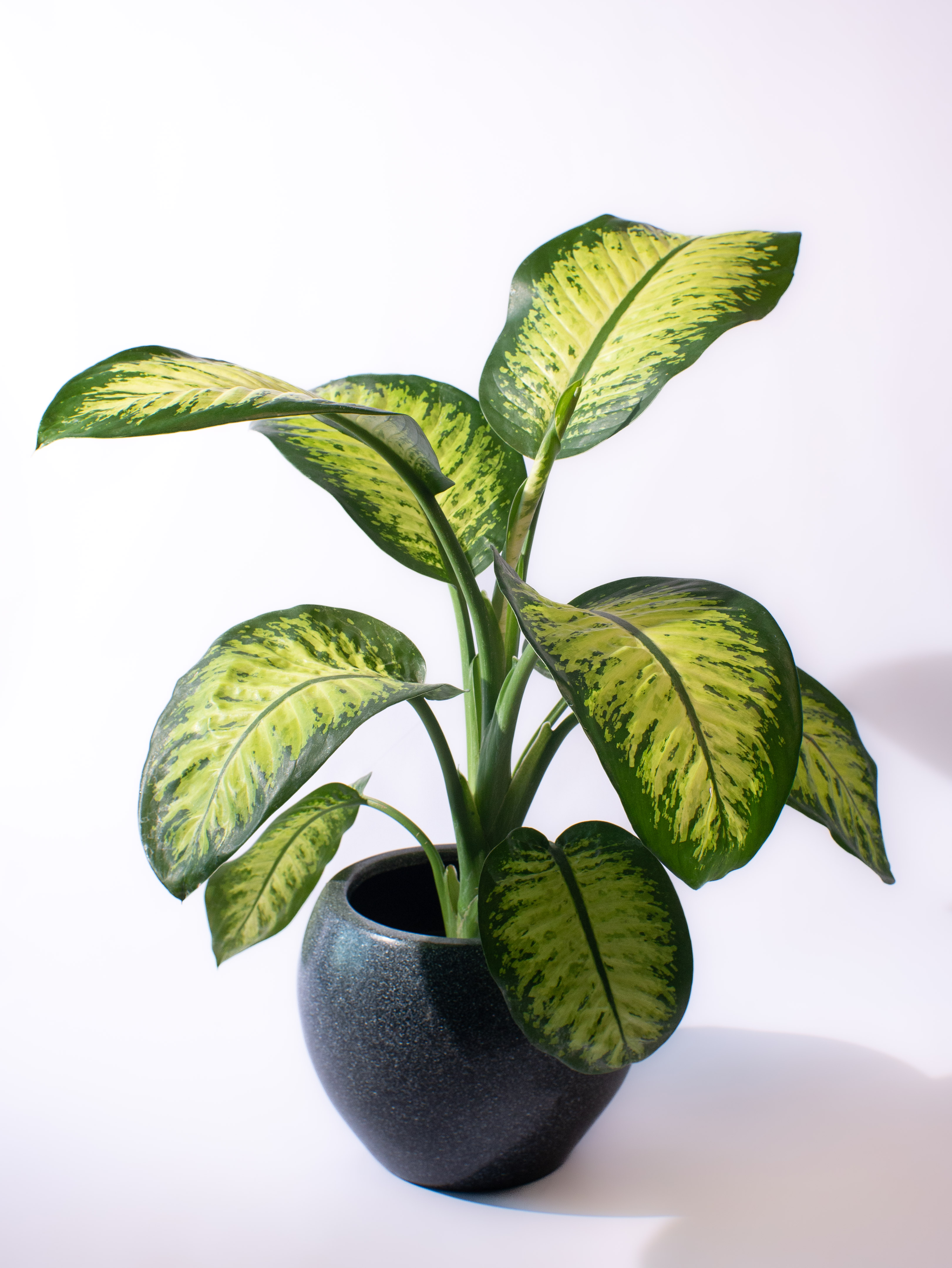 Dieffenbachia Yellow