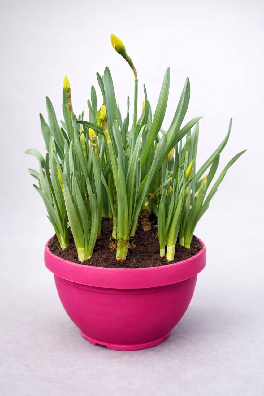 Կոմպլեկտ սոխուկով - LIPARI0020-100 / LIP...