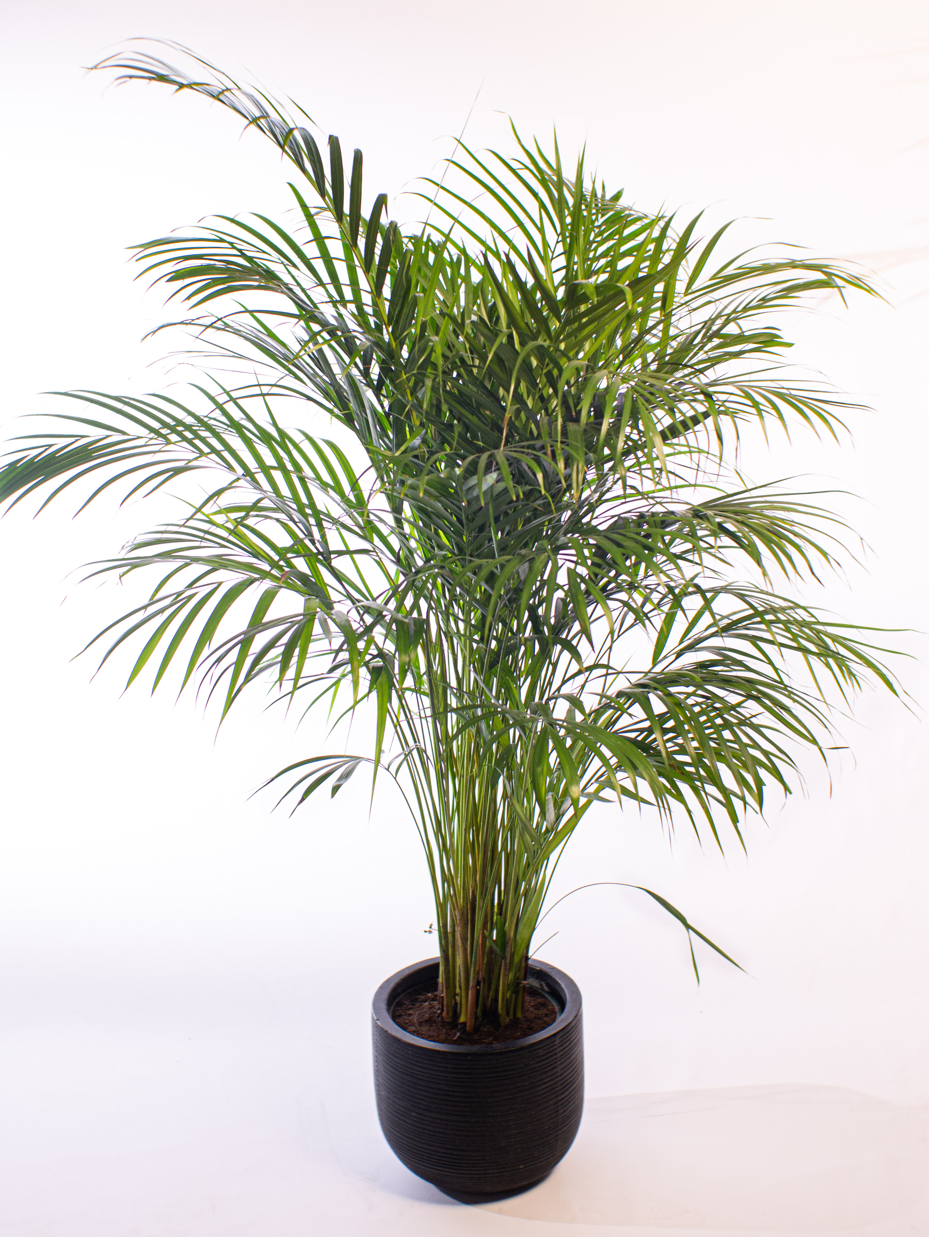 Areca (Dypsis lutescens)