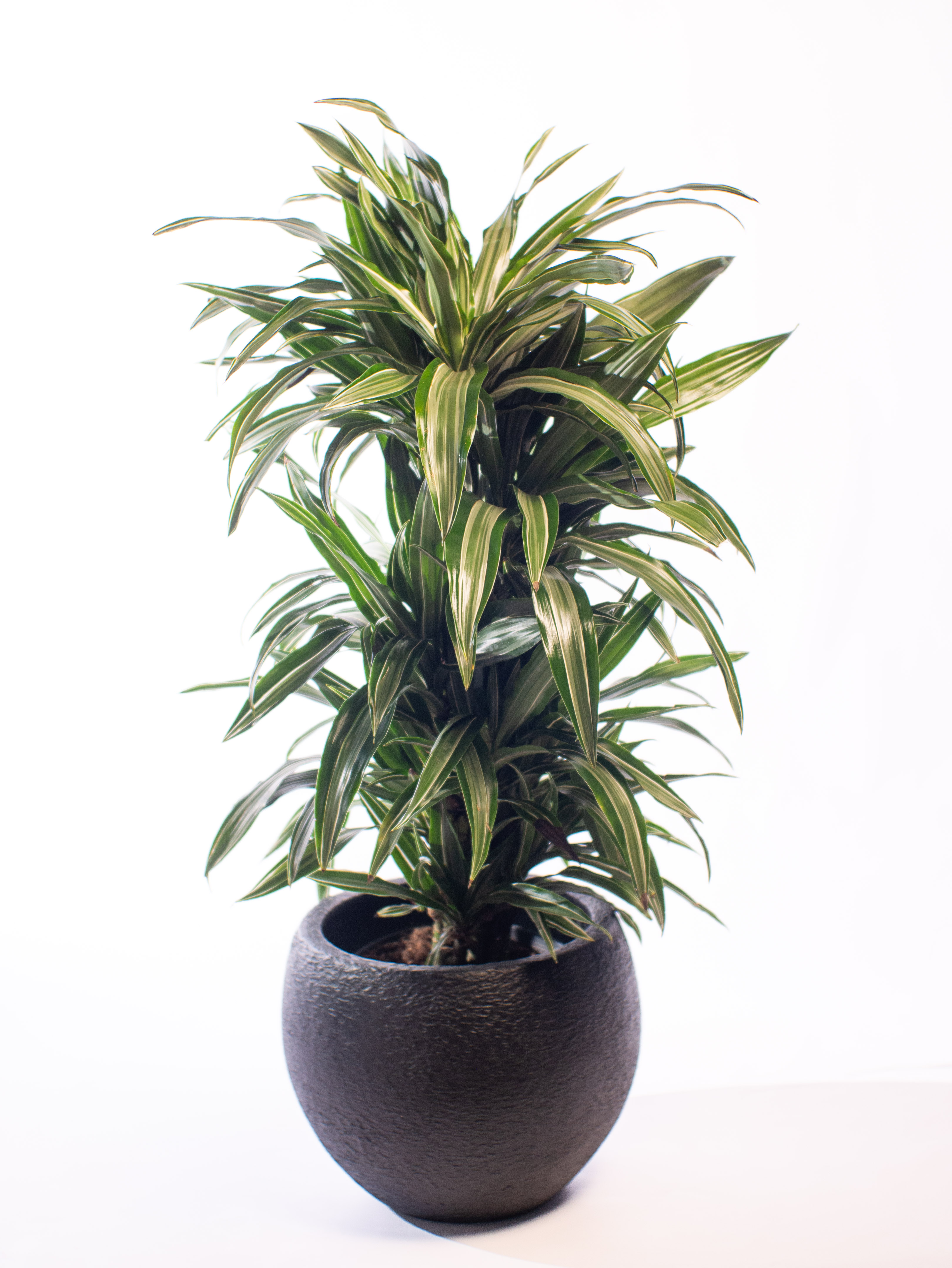 Dracaena Ulises