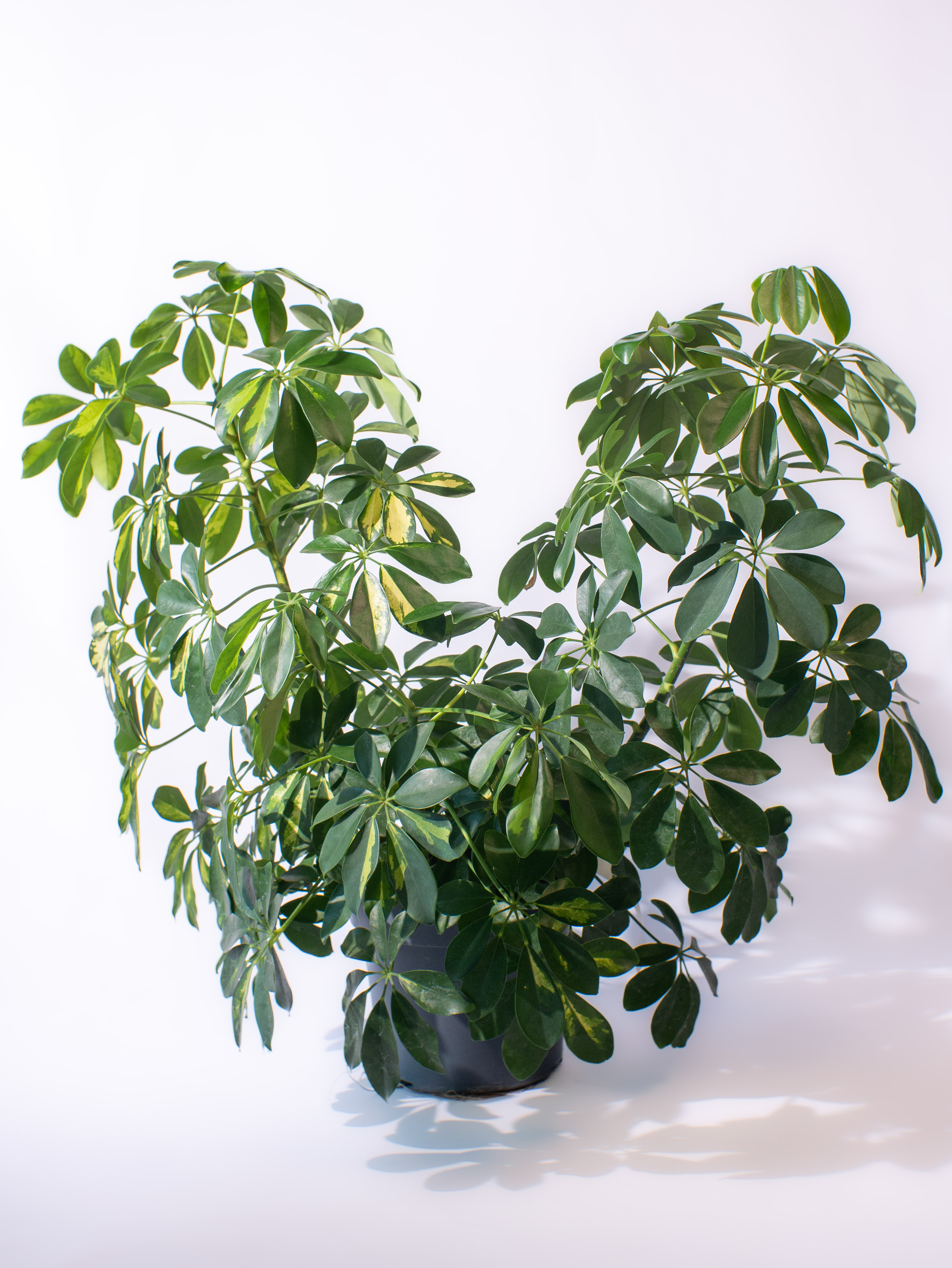 Schefflera arboricola Gold Capella