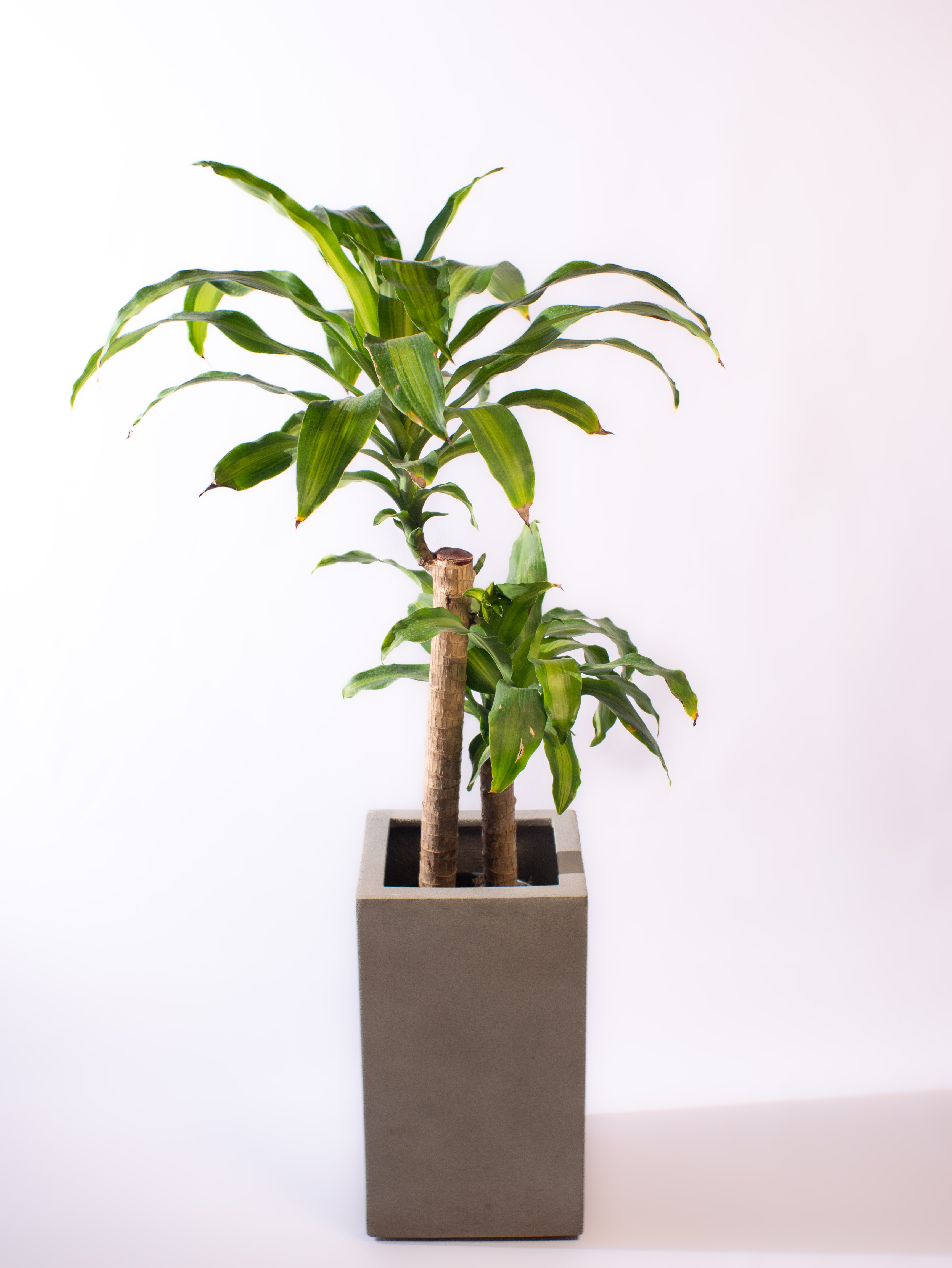 Dracaena Messenger