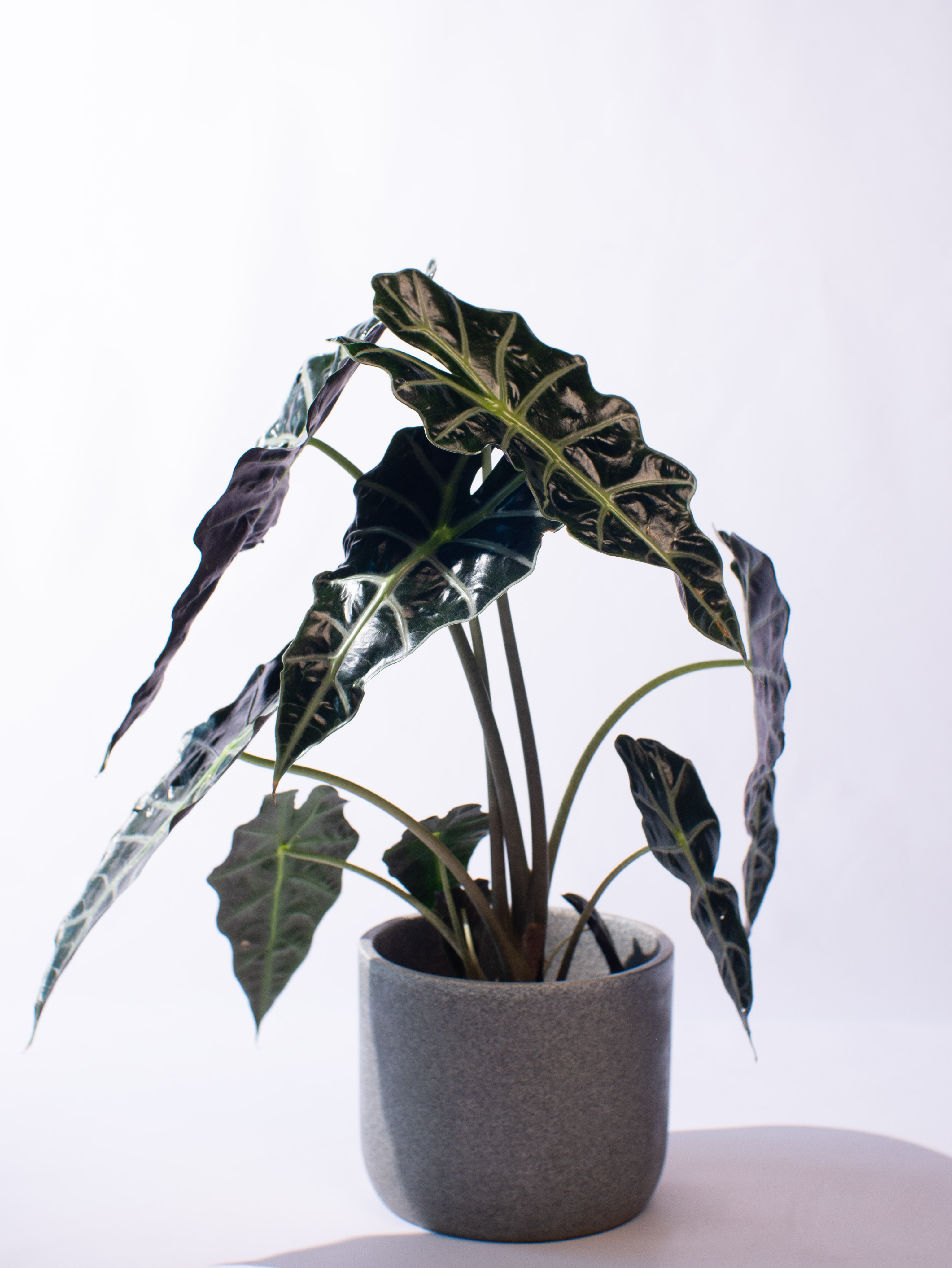 Alocasia  A. Polly